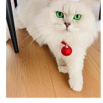 10分钟手把手用Coze搭建萌宠秀AI应用！