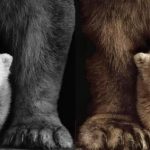 AI给老照片注入新生命，9款工具让怀旧变得更美好